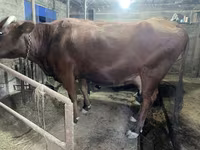بقرة, Swiss cattle — الصورة 4