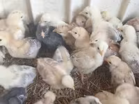 Chickens — 7-сурет