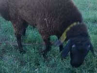 Carneiro, Qashqai sheep — foto 4