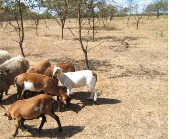 Ram, Cameroon sheep — Hungary