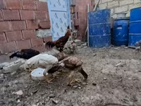 Chickens — 8. fotó