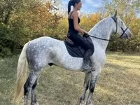 公马, Andalusian horse — 照片 3
