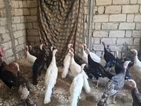 أبيض عريض الصدر — الصورة 3