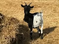 母山羊, Dutch Landrace goats — 照片 6