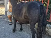 Égua, American shetland pony — foto 3