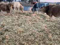 母牛, Simmental cattle — 照片 2