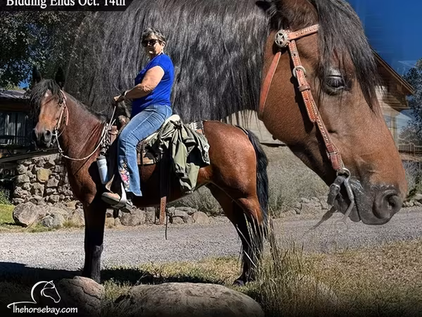 घोड़ी, Missouri foxtrotter