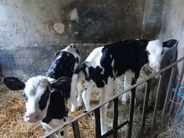 Cow, Russian Black pied cattle