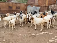Goat, Damask goat — photo 2
