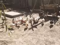 Chickens — photo 1