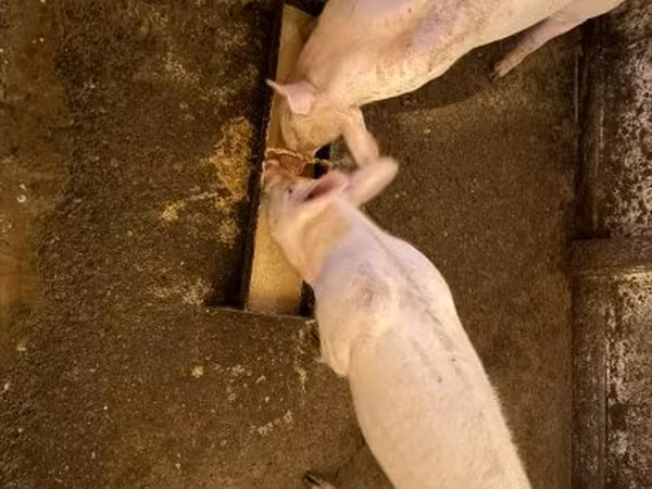公猪, Pigs — 匈牙利