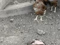 Chickens — Foto 2