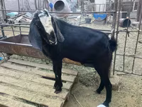 Теке, Nubian Goat — 3-сурет