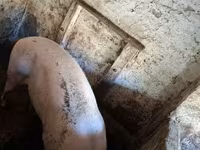 母猪, Pigs — 照片 2