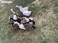 Ducks — zdjęcie 1