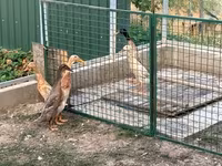إنديان رانر — الصورة 3