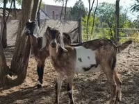 Dişi keçi, Nubian Goat — foto 4
