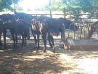 Horse (M), Horses — photo 1