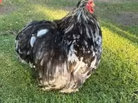 Bantam de Pequim — foto 2