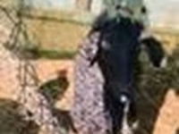 Cabro, Cabras — foto 7