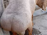 Beran, Ordabasy sheep — foto 5
