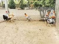 Chickens — 1-сурет