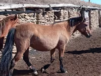 Бие, Kazakh horse — 3-сурет