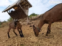 Bode, Alpine goat — foto 5