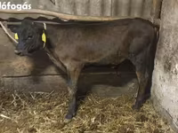 ثور, Swiss cattle — الصورة 2