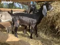 Bak, Saanen goat — 6. fotó