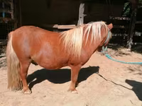 Cheval, Shetland Pony — photo 5