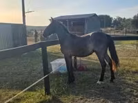 Caballo, Caballos — foto 2
