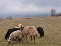 Beran, Arashan sheep — foto 2