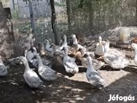 Ducks — फ़ोटो 1