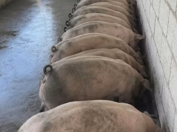 Boar, Крупная белая