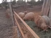Kos, Racka sheep — 2. fotó