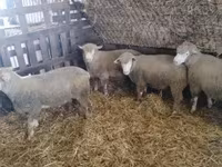 Kos, Ile-de-France sheep — 5. fotó