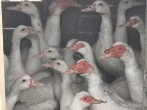 Ducks