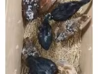 Chickens — photo 2