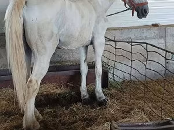Kanca, Lipizzaner — Magyarország