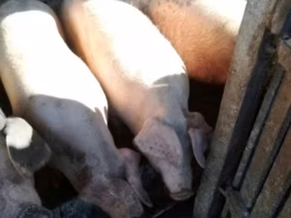 Pigs (batch, sex not specified),  — Hungary