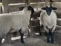 Juh, Suffolk sheep — 2. fotó