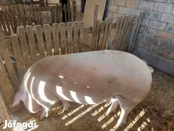 Kan, Sertések — Magyarország