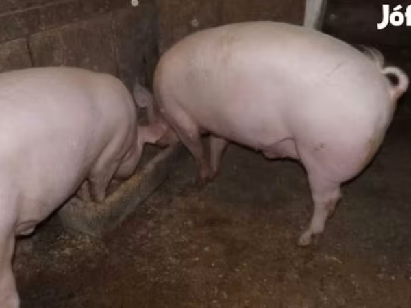 Pigs (batch, sex not specified),  — Hungary