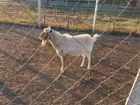 Billy Goat, Boer goat — photo 3