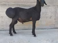 公羊, Hissar sheep — 照片 2
