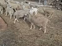 Kos, Juhok — 4. fotó