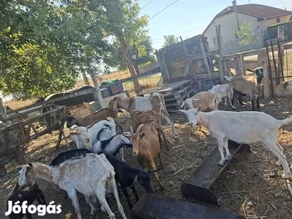 Nőstény kecske, Nubian Goat
