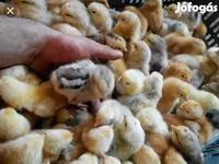 Chickens — फ़ोटो 2