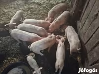 母猪, Pigs — 照片 5